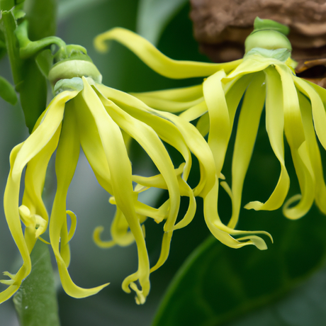 Organic Ylang Ylang Fragrance Powder