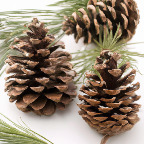 Christmas Fragrance Emulsion (Water Soluble)