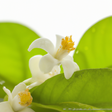Organic Neroli Fragrance Powder