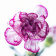 Carnation Fragrance Emulsion (Water Soluble)