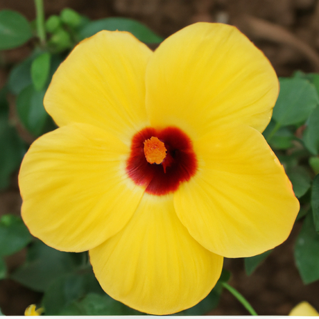 Hibiscus Flavor Extract, Natural