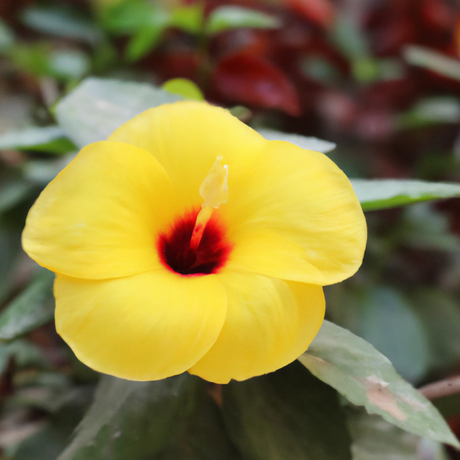 Hibiscus Flavor Extract, Organic