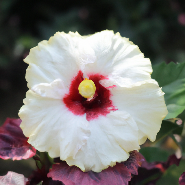 Organic Hibiscus Flavor Extract Without Diacetyl