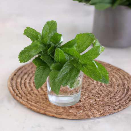 Mint Flavor Concentrate, Natural