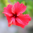 Organic Hibiscus Coffee and Tea Flavoring