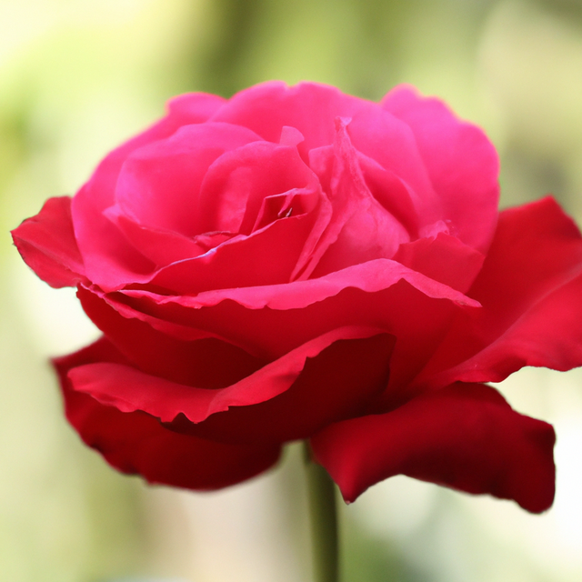 Organic Bulgarian Rose Fragrance Powder