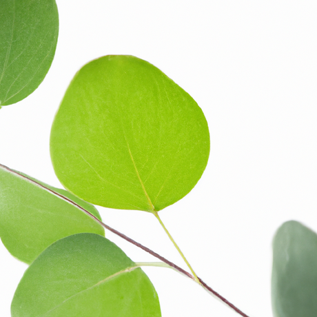 Organic Eucalyptus Cotton Candy Floss Sugar