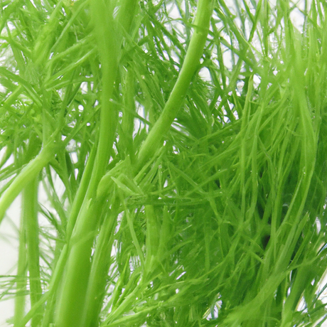 Organic Fennel Cotton Candy Floss Sugar