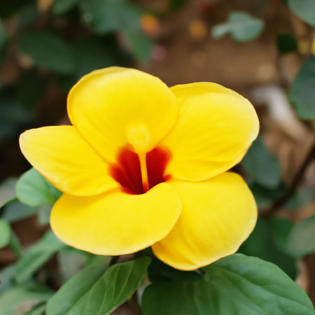 Hibiscus Cotton Candy Floss Sugar