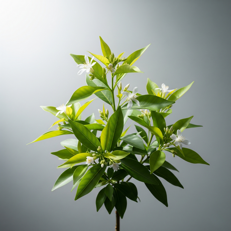 Organic Quinine Cotton Candy Floss Sugar