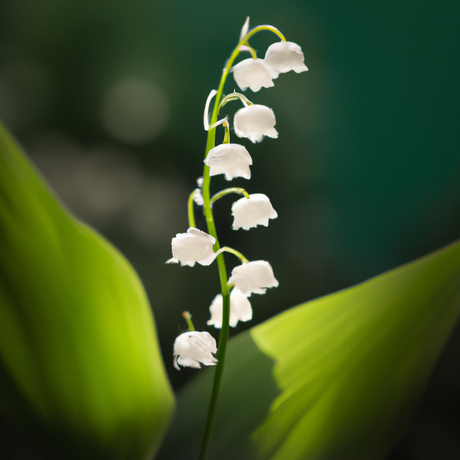 Organic Lily of the Valley Fragrance Powder