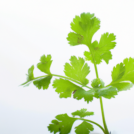 Cilantro Flavor Powder, Natural