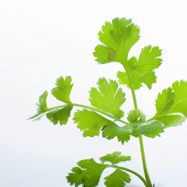 Cilantro Flavor Powder, Natural