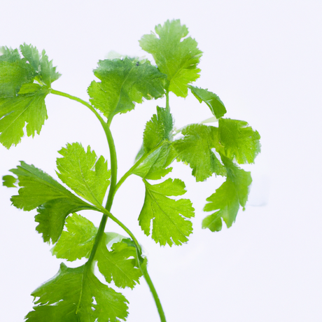 Cilantro Flavor Powder, Organic