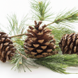 Pine Fragrance Oil (Oil Soluble), Organic