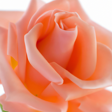 Victorian Rose Fragrance Oil (Oil Soluble), Organic