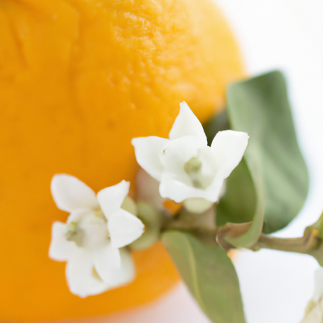 Neroli Fragrance Oil (Oil Soluble), Organic
