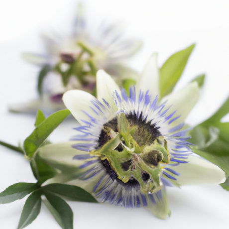 Passion Flower Fragrance Oil (Oil Soluble), Organic