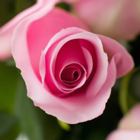 Organic Tea Rose Fragrance Emulsion (Water Soluble)