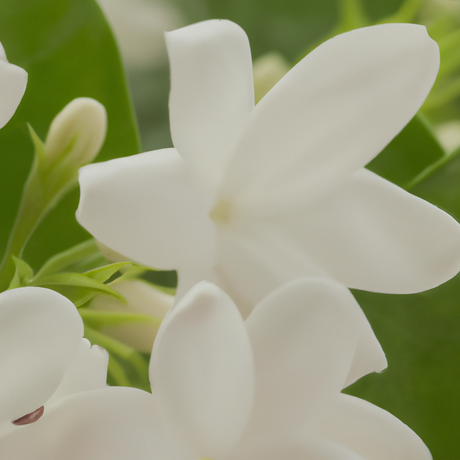 Jasmine Flavor Oil for Chocolate