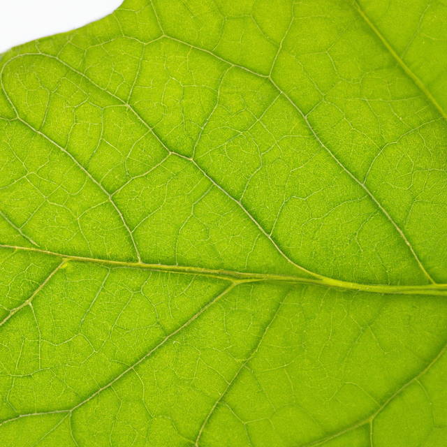 Organic Sassafras Flavor Oil for Lip Balm