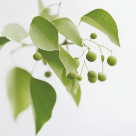 Organic Wintergreen Coffee and Tea Flavor Without Diacetyl