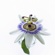 Organic Passion Flowers Fragrance Emulsion with Floral Notes (Water Soluble)