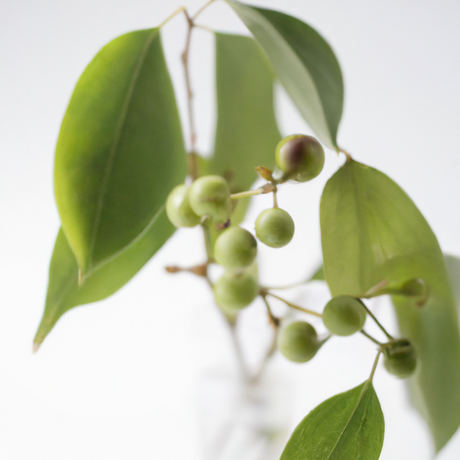 Sugar Free Wintergreen Flavor Powder