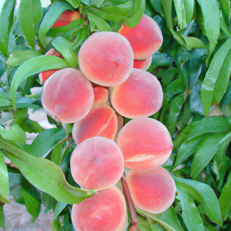 Sugar Free Peach Flavor Syrup