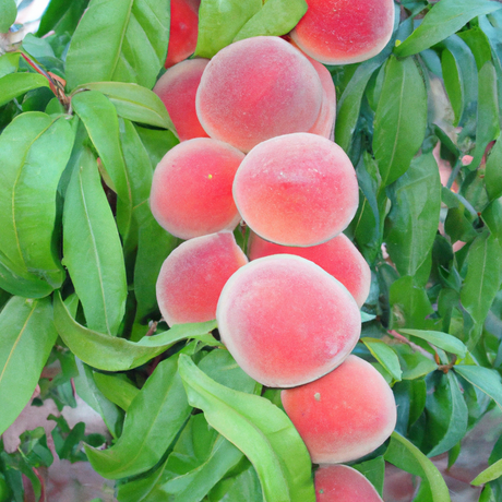 Sugar Free Peach Snow Cone Syrup