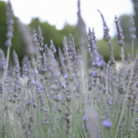 Lavender Flavor Concentrate Without Diacetyl