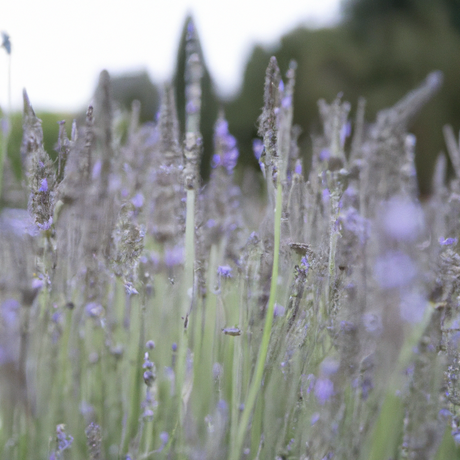 Lavender Flavor Emulsion for High Heat Applications, Organic