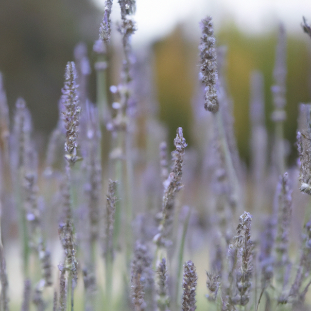 Lavender Fragrance Oil (Oil Soluble), Organic