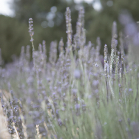 English Lavender Fragrance Oil (Oil Soluble), Organic