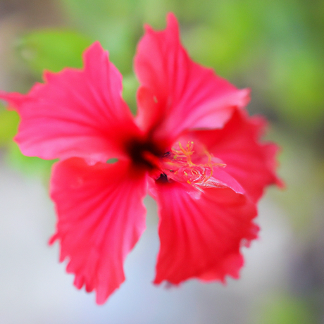 Organic Hibiscus Fragrance Emulsion (Water Soluble)