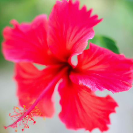 Organic Hibiscus Flavor Oil for Lip Balm