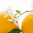 Neroli Fragrance Oil (Alcohol Soluble)