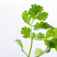 Cilantro Flavor Extract Without Diacetyl