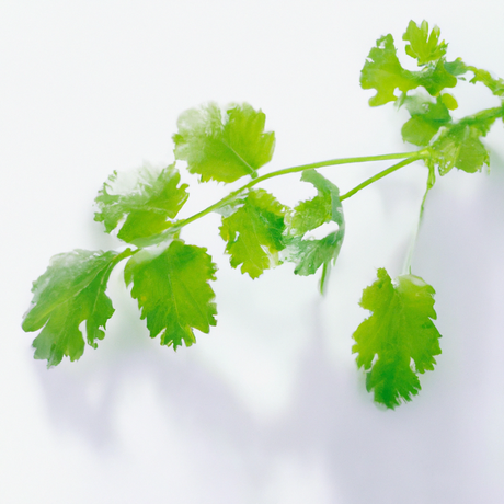 Organic Cilantro Flavor Extract Without Diacetyl