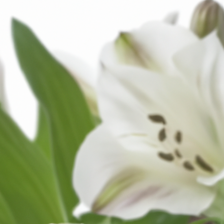 Baby Powder Fragrance Oil (Alcohol Soluble), Organic