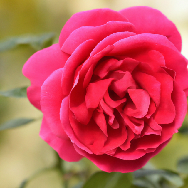 Bulgarian Rose Fragrance Oil (Alcohol Soluble)