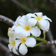Plumeria Fragrance Oil (Oil Soluble), Organic