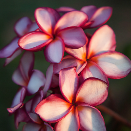 Plumeria Fragrance Oil (Alcohol Soluble)