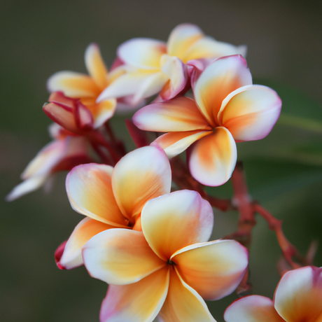 Plumeria Fragrance Oil (Alcohol Soluble), Organic