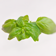 Organic Basil Flavor Concentrate Without Diacetyl