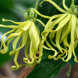 Ylang Ylang Fragrance Emulsion (Water Soluble)