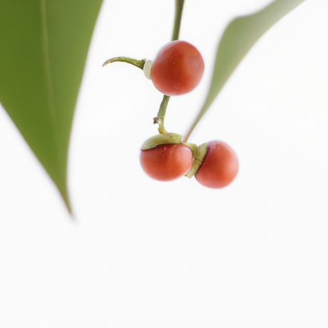 Organic Wintergreen Flavor Oil for Lip Balm