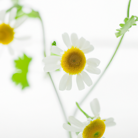 Relaxation Stress Massage Oil