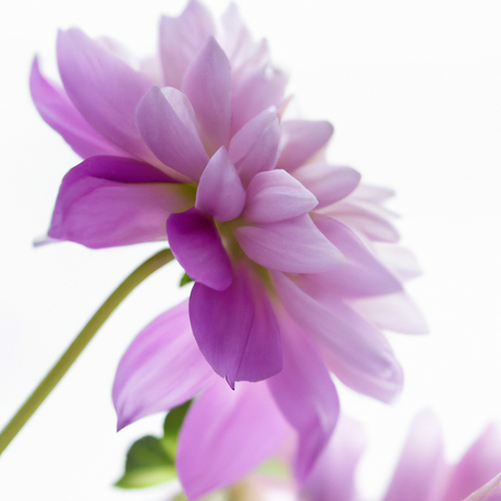 Organic Opium Type Fragrance Powder