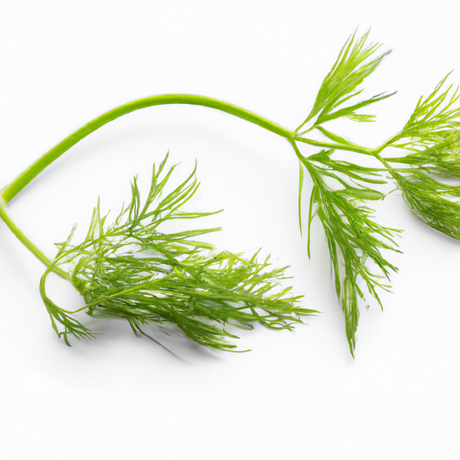 Dill Flavor Concentrate, Organic